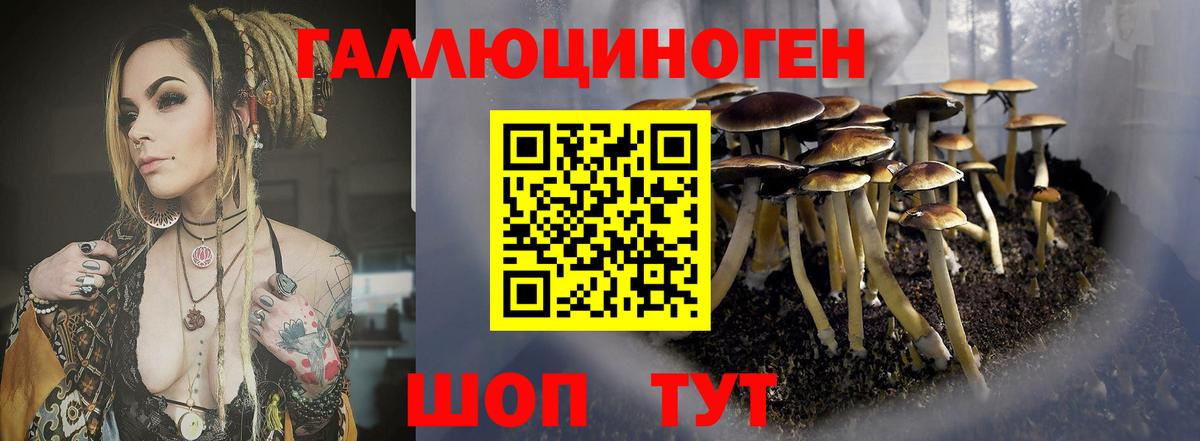 Галлюциногенные грибы прущие грибы  Псилоцибиновые грибы Psilocybine cubensis  Беслан 